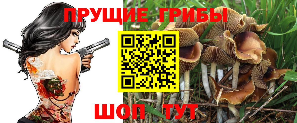 Псилоцибиновые грибы Psilocybe  Псилоцибиновые грибы ЛСД  Вход с VPN  Урус-Мартан 